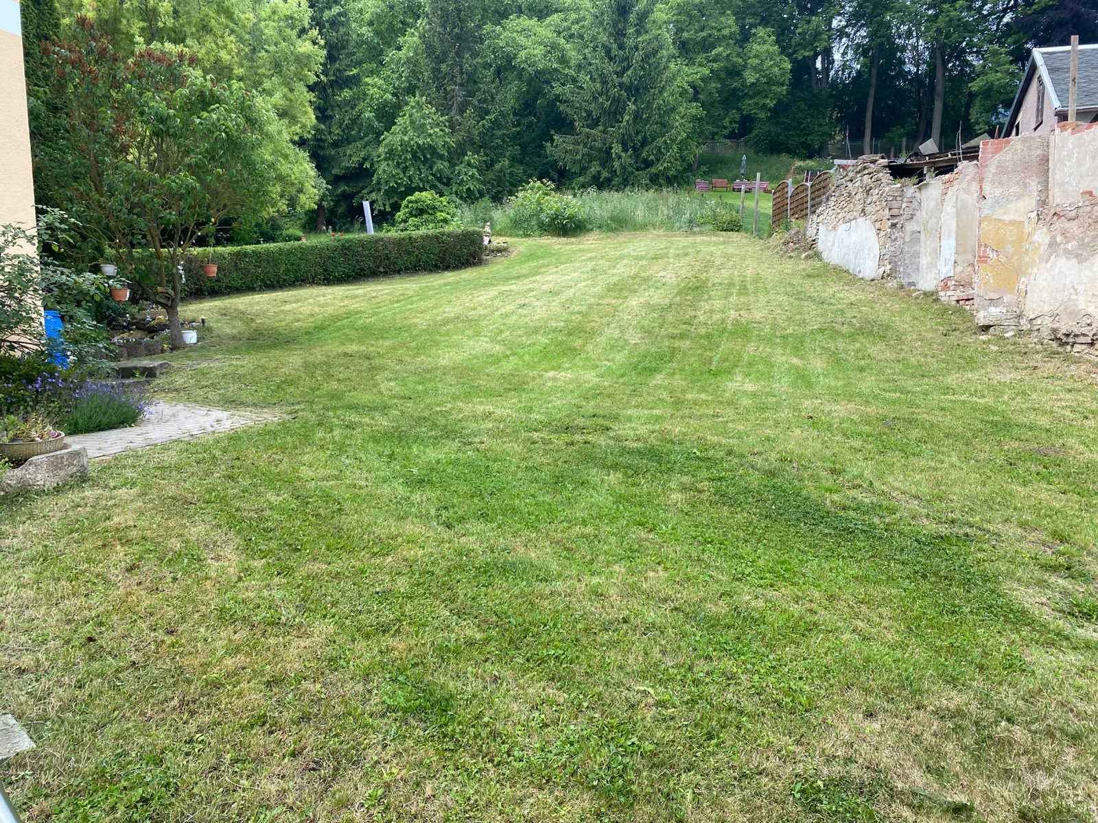 Frisch gemähte Rasenfläche mit gepflegter Hecke am Haus