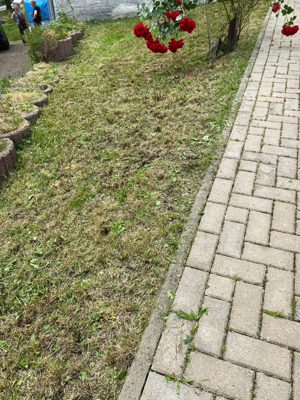 Gemähter Rasenstreifen entlang eines Pflasterwegs mit roten Rosen